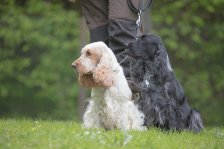 Hundepräsentation 2019